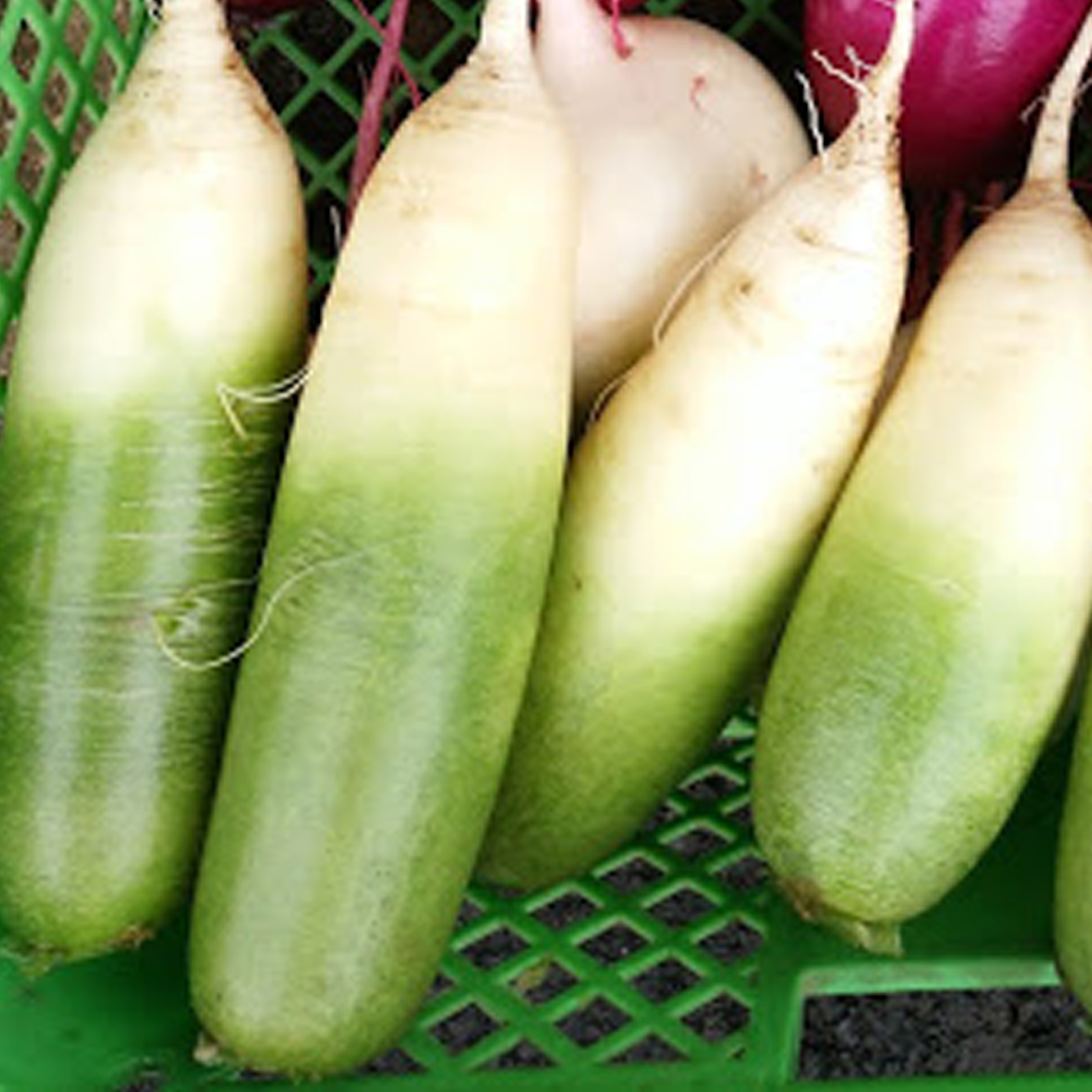 カラフル野菜 カラフル野菜の小山農園