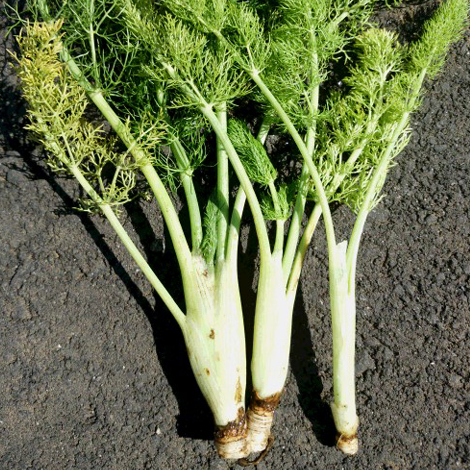 カラフル野菜 カラフル野菜の小山農園