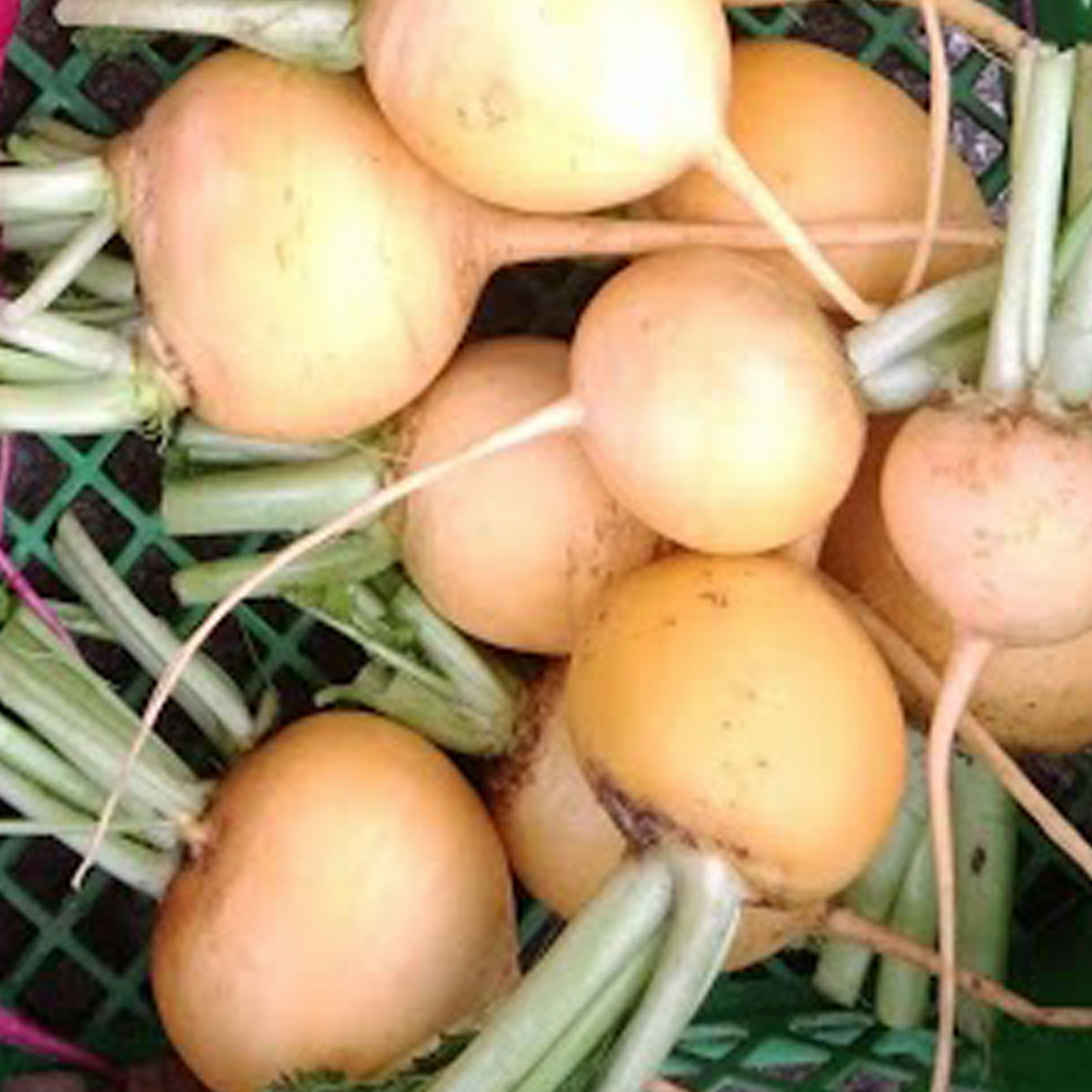 カラフル野菜 カラフル野菜の小山農園